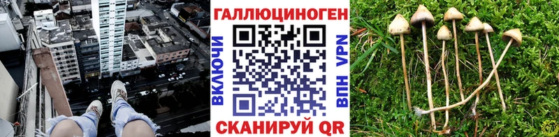 Псилоцибиновые грибы Psilocybine cubensis  Купить где  Ахтубинск 
